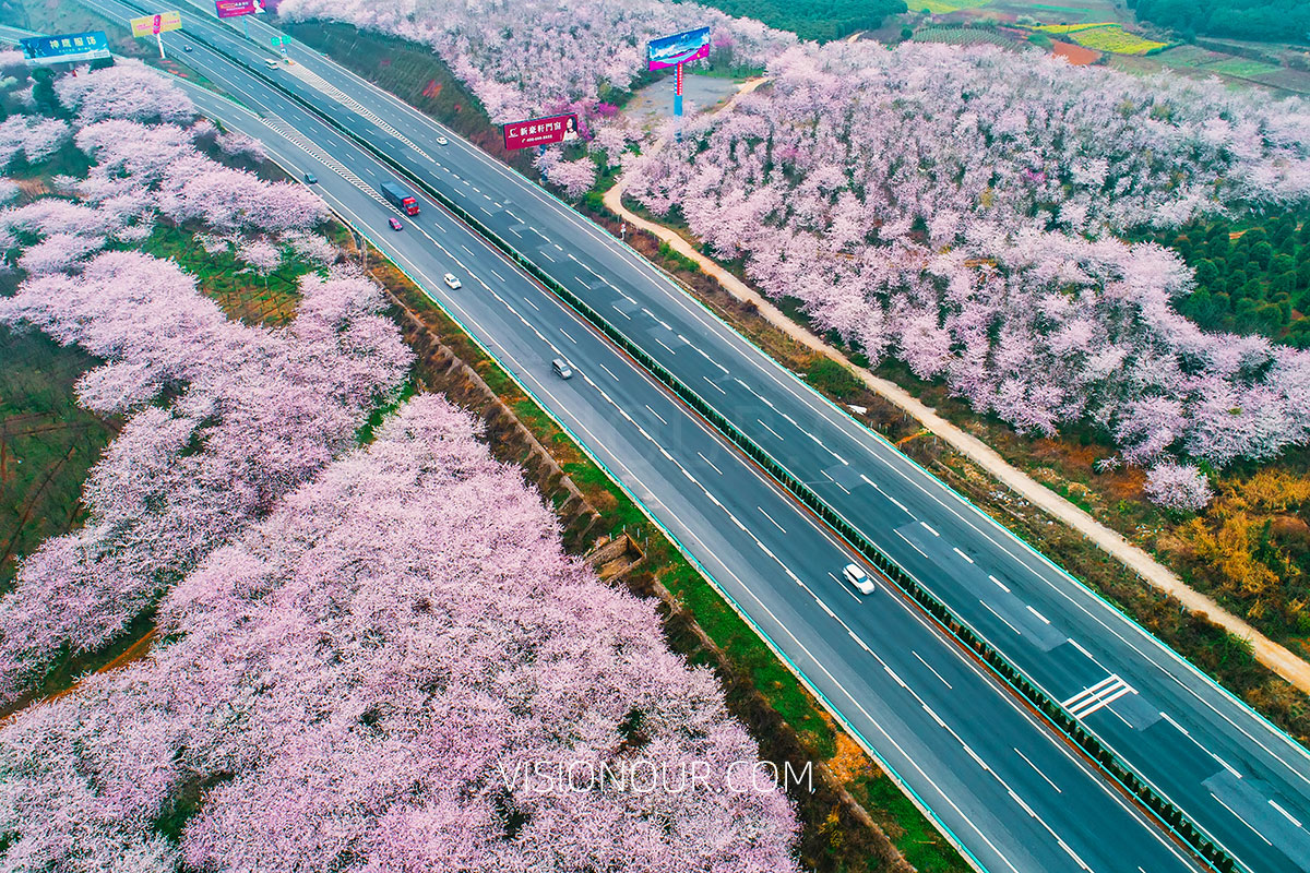 安顺平坝樱花航拍图片