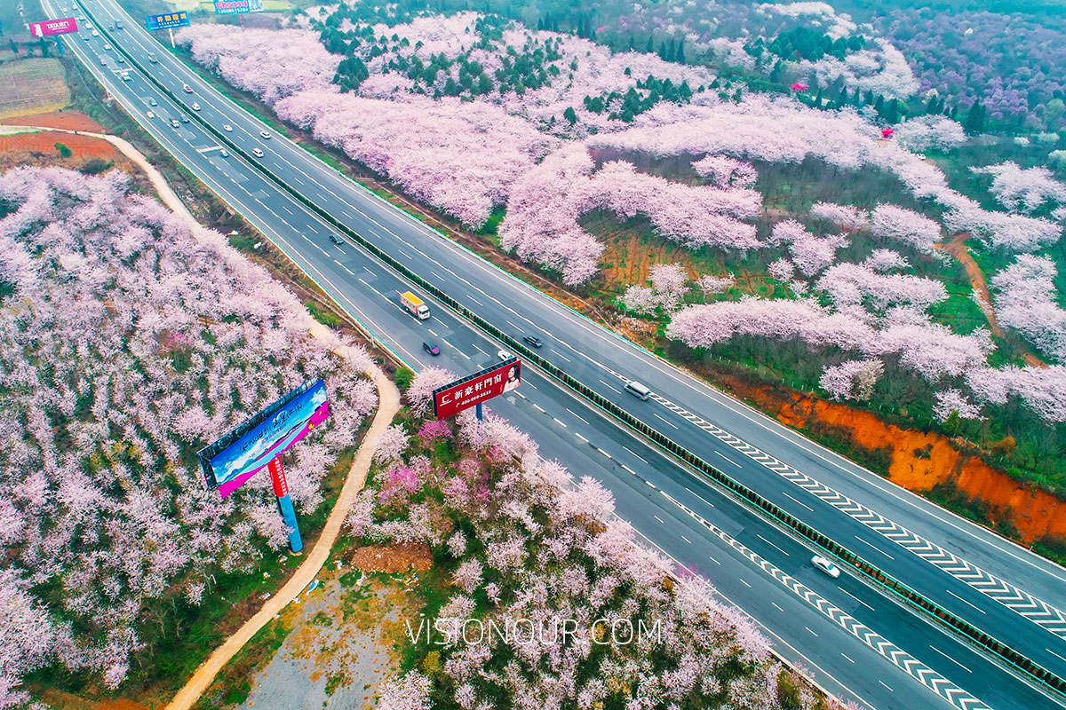 安顺平坝樱花航拍图片